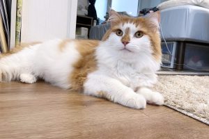 フローリングにはすべりにくい加工が施されたLIXIL「ラシッサ Dフロア耐水・ペット」を採用！【床リフォーム｜東京都江戸川区 マンション】